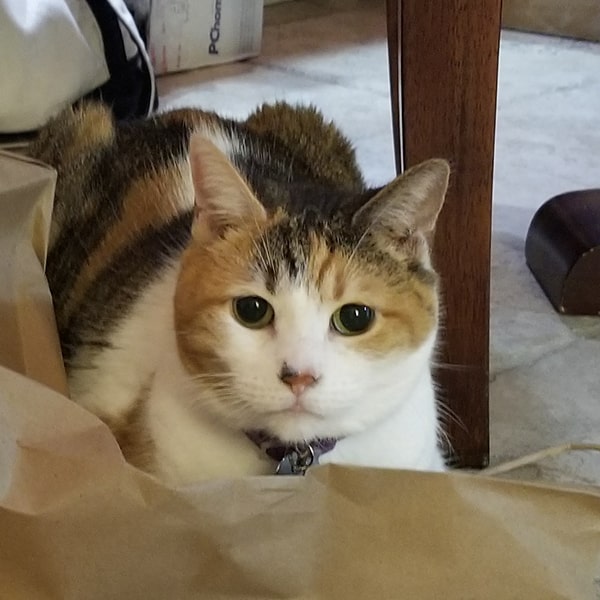 Image of Lexis and Steve's cat Eevee.