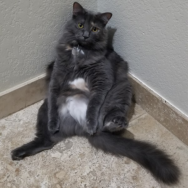 Image of Lexis and Steve's cat Zorua.